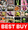 40 Lithops Living Stone Flower Plant Succulent Seeds