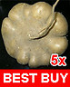 Jicama Yam Bean Mexican Turnip Potato 5 Seeds