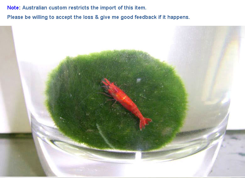 Marimo Moss Ball Aquarium Fresh Water Live Plant Giant From China