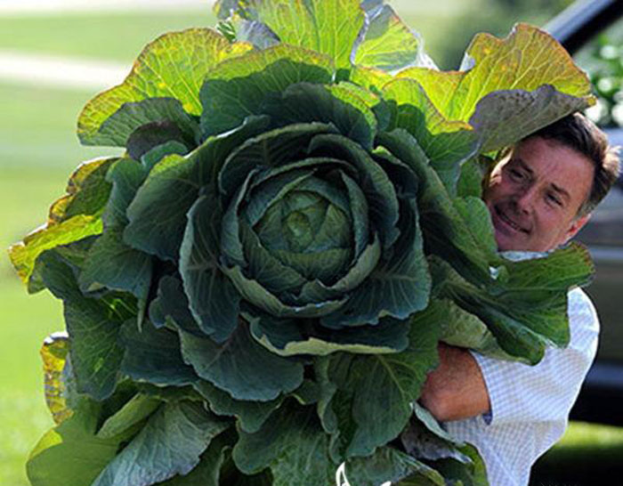 10 GIANT Canton Bok Choy Pak Choi Chinese Cabbage Vegetable Planting