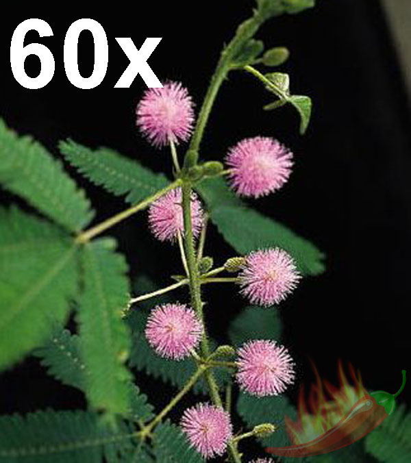 Photos of 60 Fresh Seeds Mimosa Pudica Tropical *Sensitive Plant*